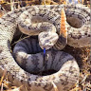 Meet your Posher, Saskia